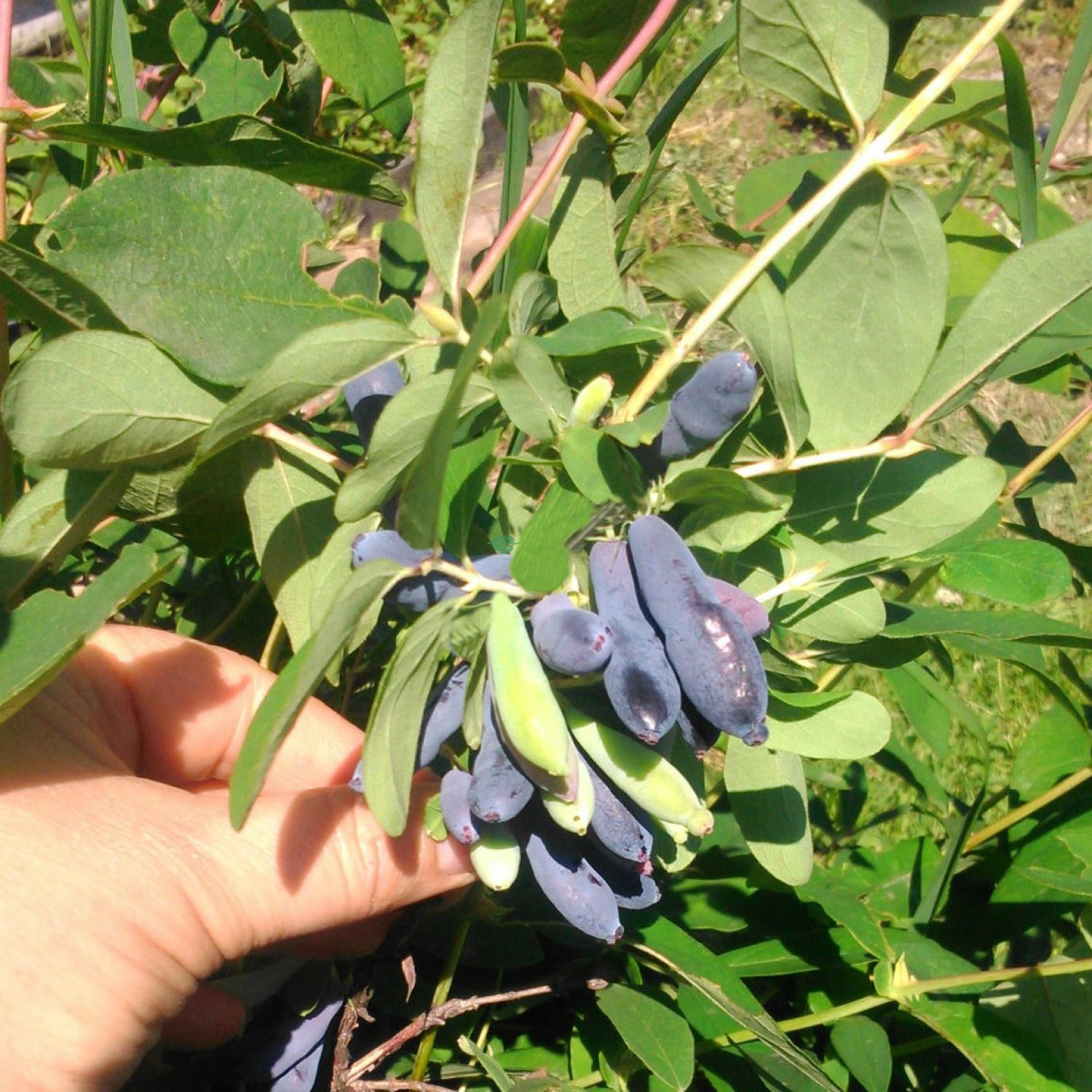 Все о жимолости садовой